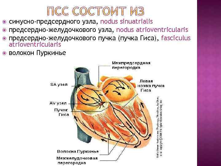 Синусно предсердный узел находится