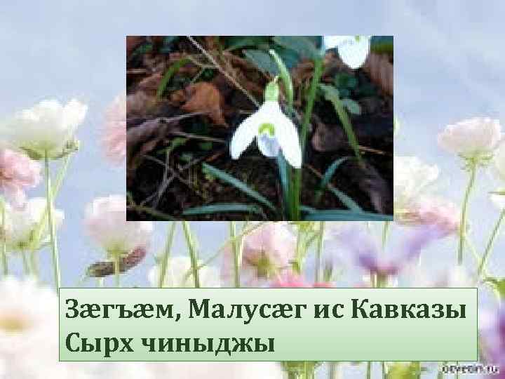 Зæгъæм, Малусæг ис Кавказы Сырх чиныджы 