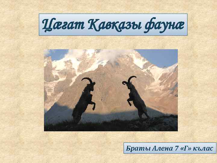 Цæгат Кавказы фаунæ Браты Алена 7 «Г» кълас 