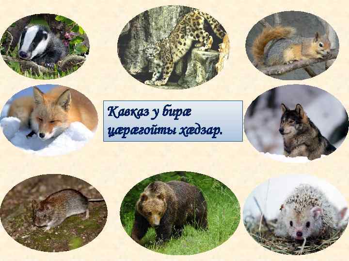 Кавказ у бирæ цæрæгойты хæдзар. 