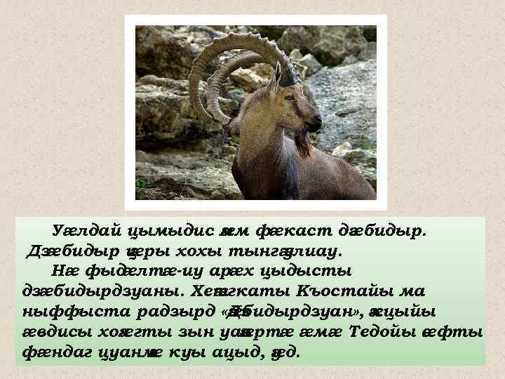 Уæлдай цымыдис м м фæкаст дз бидыр. æ æ Дзæбидыр ц æры хохы тынг