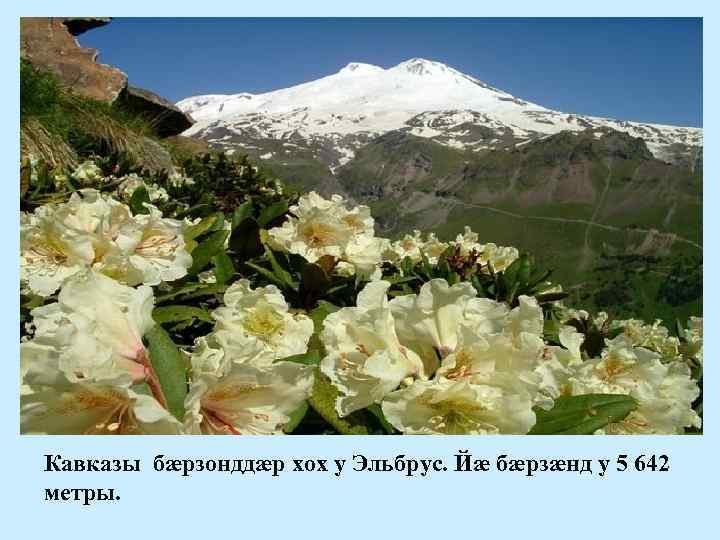 Кавказы бæрзонддæр хох у Эльбрус. Йæ бæрзæнд у 5 642 метры. 