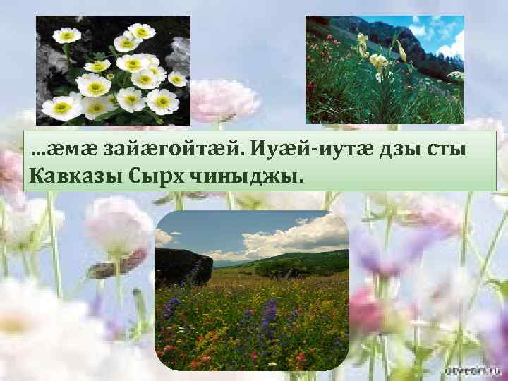 …æмæ зайæгойтæй. Иуæй-иутæ дзы сты Кавказы Сырх чиныджы. 