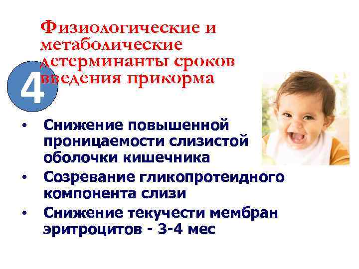 Физиологические и метаболические детерминанты сроков введения прикорма 4 • • • Снижение повышенной проницаемости