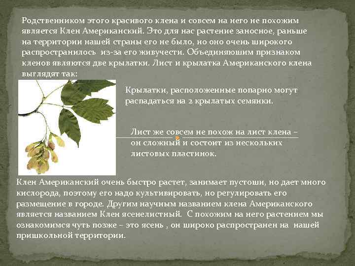 Родственником этого красивого клена и совсем на него не похожим является Клен Американский. Это