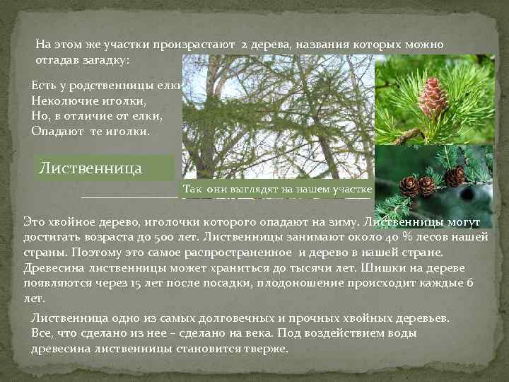 На этом же участки произрастают 2 дерева, названия которых можно отгадав загадку: Есть у