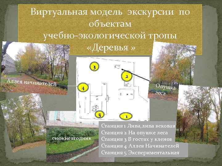 Виртуальная модель экскурсии по объектам учебно-экологической тропы «Деревья » 3 Аллея начинате 2 лей