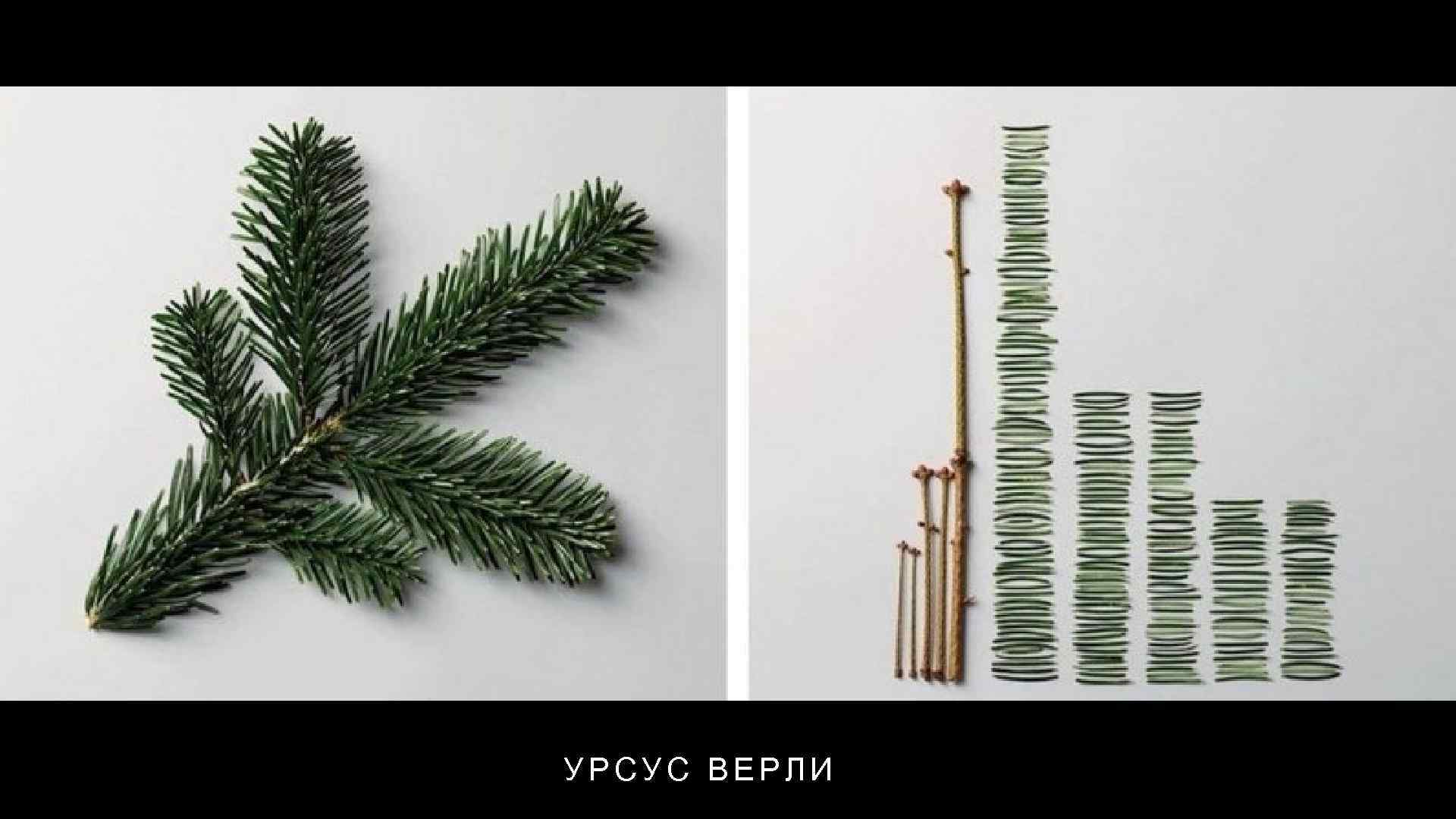 УРСУC ВЕРЛИ 