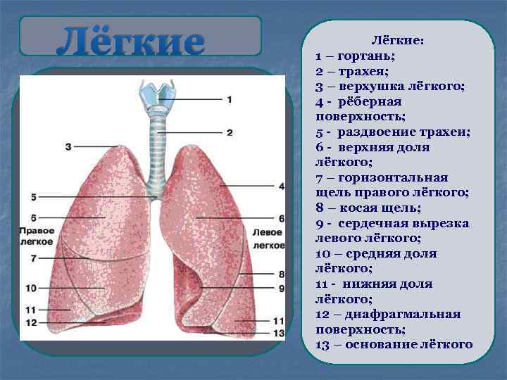 Лёгкие: 1 – гортань; 2 – трахея; 3 – верхушка лёгкого; 4 - рёберная
