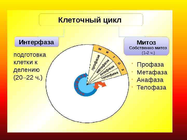 МИТОЗ 