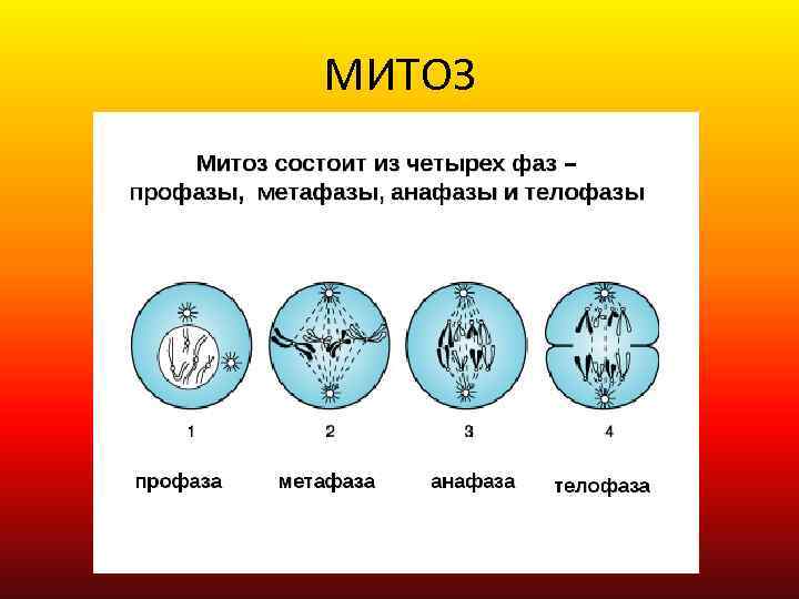 МИТОЗ 