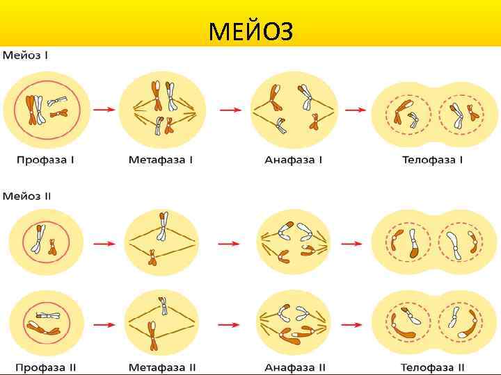 МЕЙОЗ 