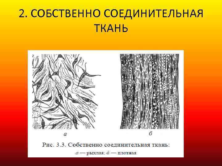 2. СОБСТВЕННО СОЕДИНИТЕЛЬНАЯ ТКАНЬ 