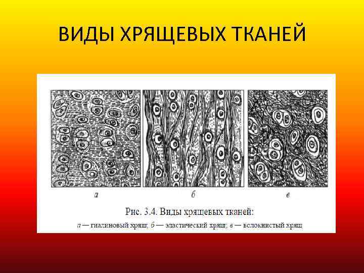 ВИДЫ ХРЯЩЕВЫХ ТКАНЕЙ 