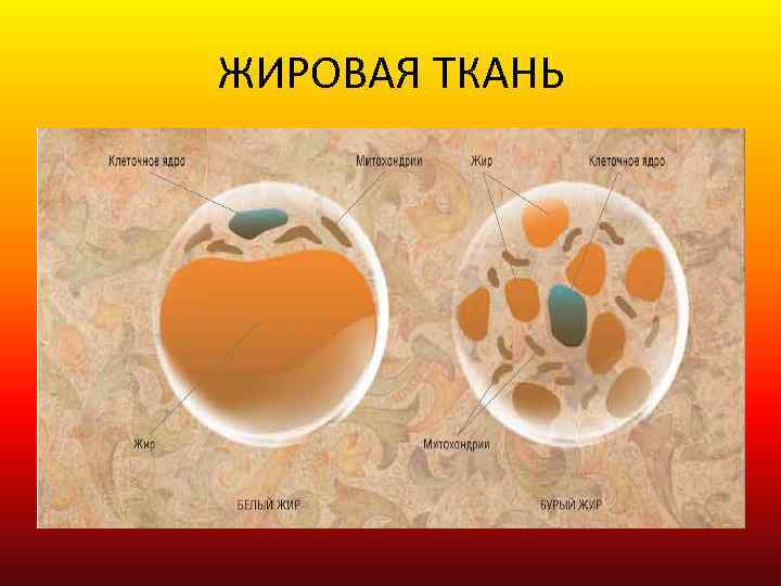 Жировая ткань картинка