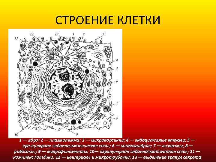СТРОЕНИЕ КЛЕТКИ 1 — ядро; 2 — плазмолемма; 3 — микроворсинки; 4 — эндоцитозные