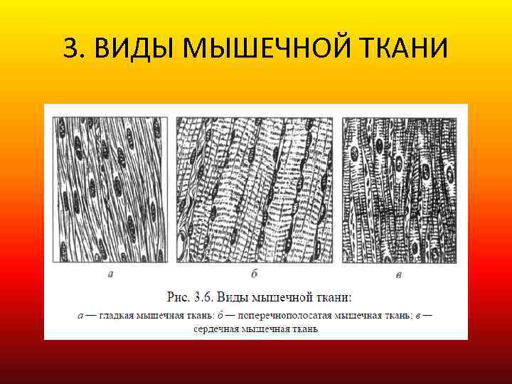 3. ВИДЫ МЫШЕЧНОЙ ТКАНИ 