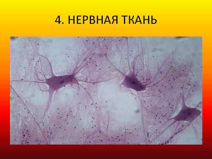 4. НЕРВНАЯ ТКАНЬ 