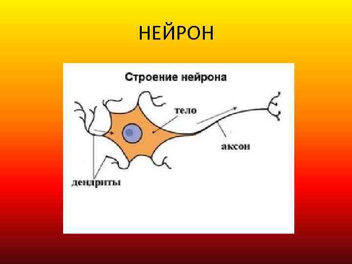 НЕЙРОН 