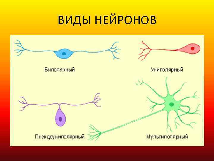 ВИДЫ НЕЙРОНОВ 