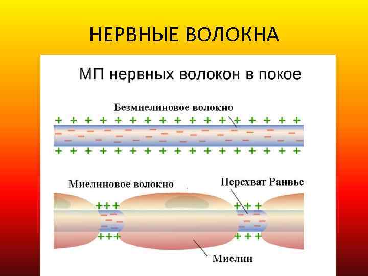 НЕРВНЫЕ ВОЛОКНА 