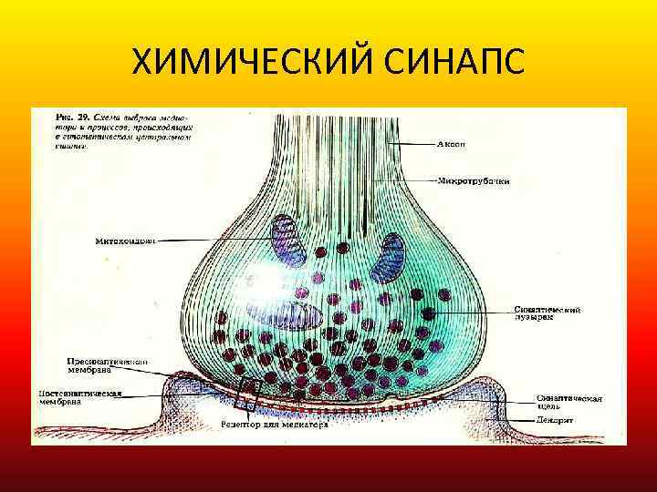 ХИМИЧЕСКИЙ СИНАПС 