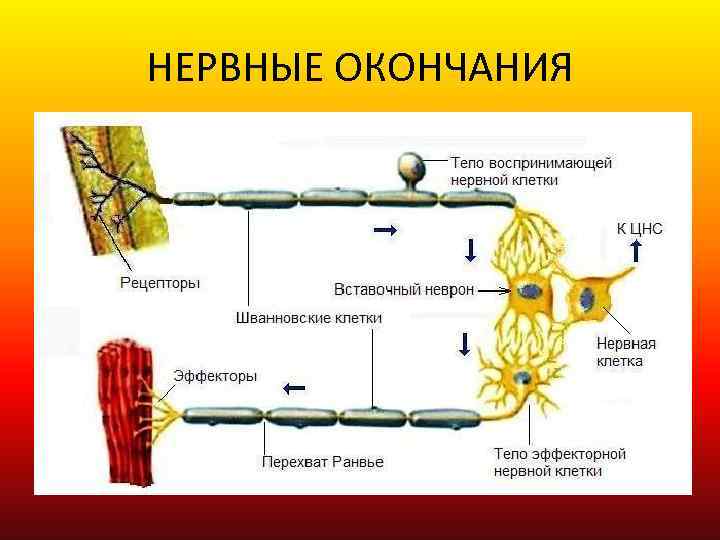 НЕРВНЫЕ ОКОНЧАНИЯ 