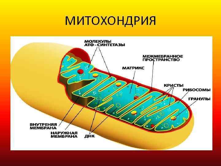 МИТОХОНДРИЯ 