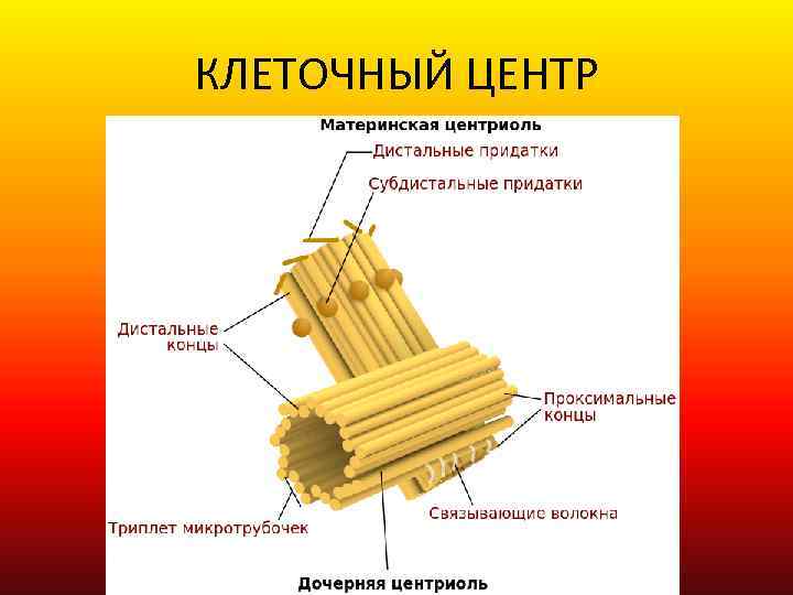 КЛЕТОЧНЫЙ ЦЕНТР 