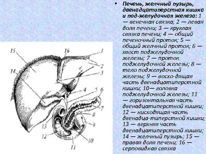  • Печень, желчный пузырь, двенадцатиперстная кишка и под желудочная железа: 1 — венечная