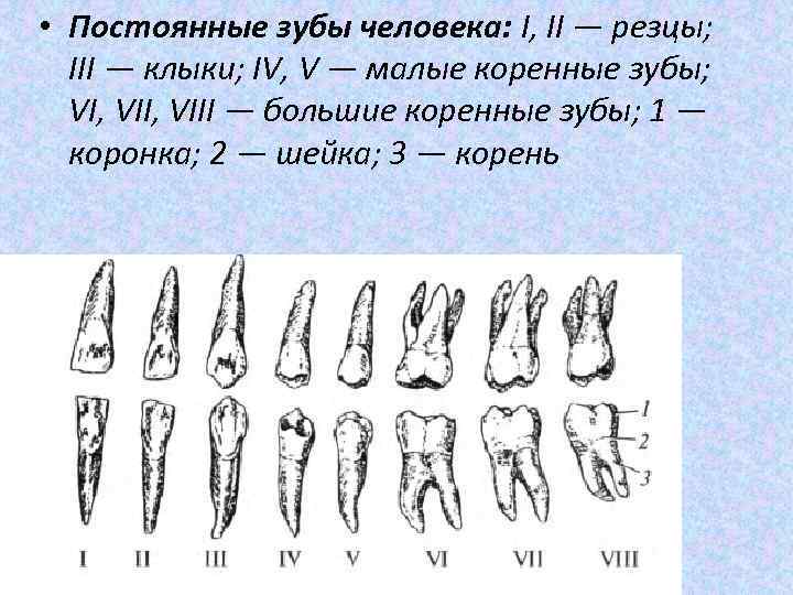  • Постоянные зубы человека: I, II — резцы; III — клыки; IV, V