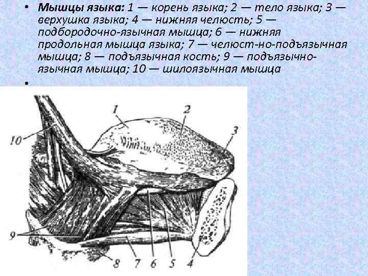  • Мышцы языка: 1 — корень языка; 2 — тело языка; 3 —