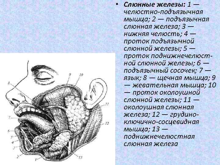  • Слюнные железы: 1 — челюстно подъязычная мышца; 2 — подъязычная слюнная железа;