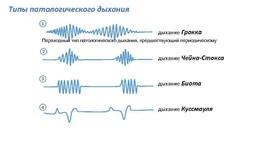 Типы дыхания рисунок