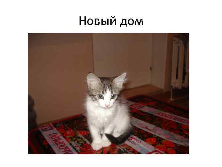 Новый дом 