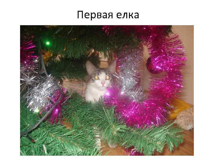 Первая елка 