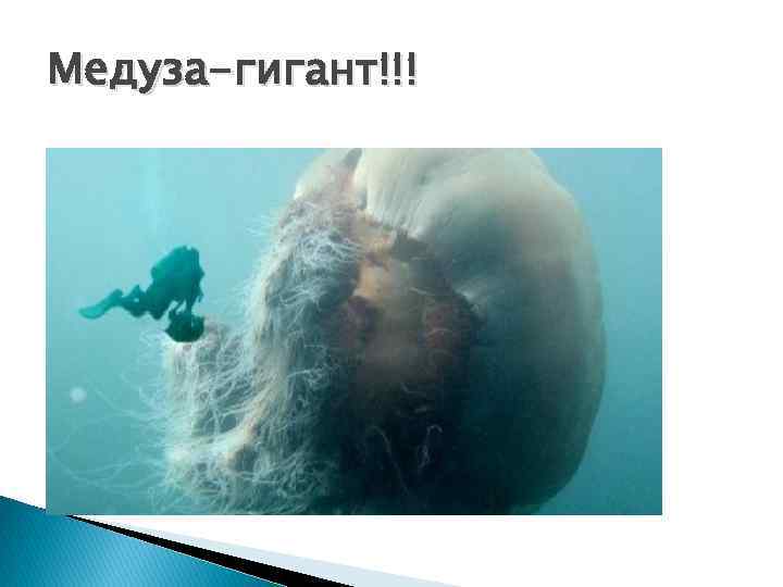 Медуза-гигант!!! 