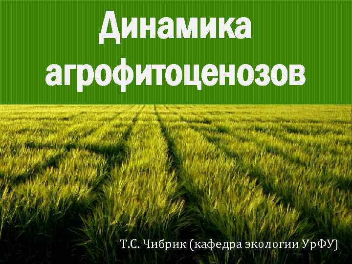 Динамика агрофитоценозов Т. С. Чибрик (кафедра экологии Ур. ФУ) 