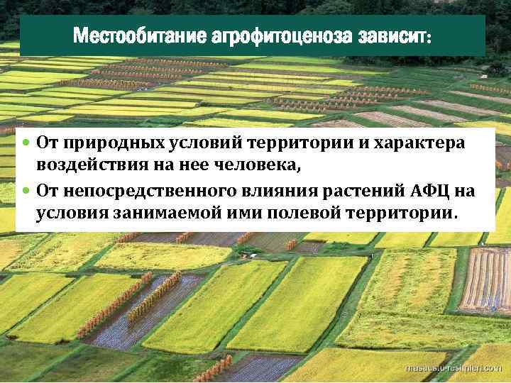 Что такое агрофитоценоз