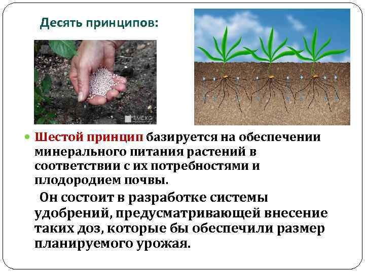 Десять принципов: Шестой принцип базируется на обеспечении минерального питания растений в соответствии с их