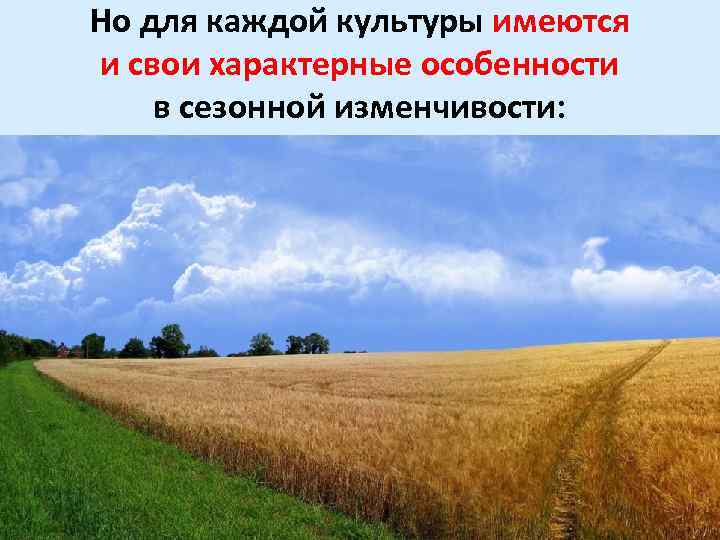 Но для каждой культуры имеются и свои характерные особенности в сезонной изменчивости: 