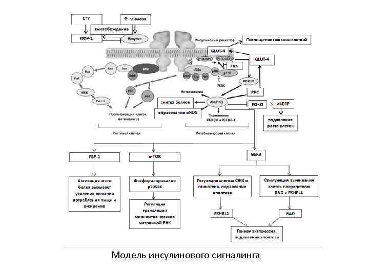 Модель инсулинового сигналинга 