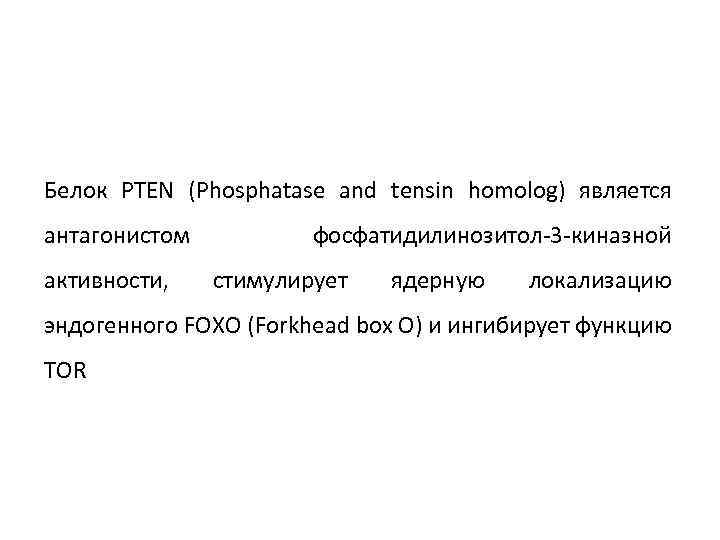 Белок PTEN (Phosphatase and tensin homolog) является антагонистом активности, фосфатидилинозитол-3 -киназной стимулирует ядерную локализацию