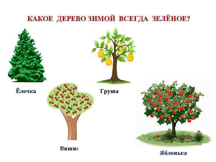 КАКОЕ ДЕРЕВО ЗИМОЙ ВСЕГДА ЗЕЛЁНОЕ? Ёлочка Груша Вишня Яблонька 