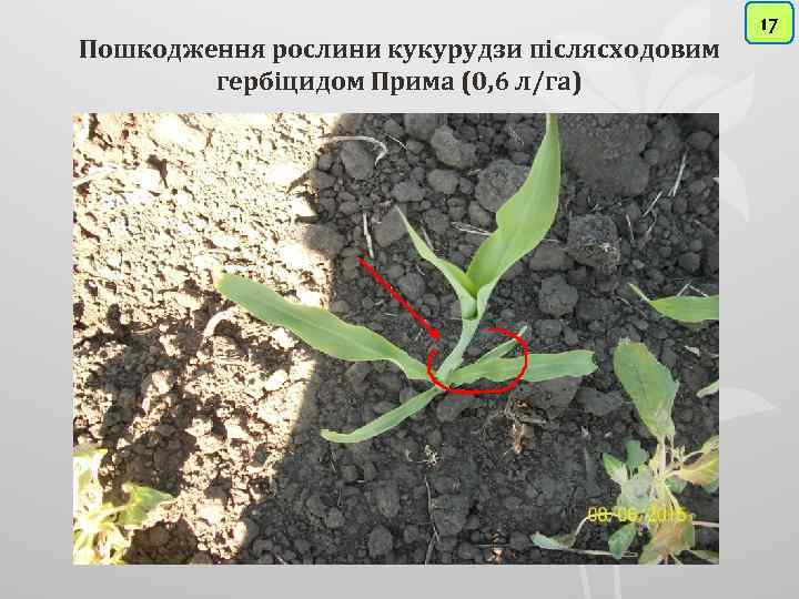 Пошкодження рослини кукурудзи післясходовим гербіцидом Прима (0, 6 л/га) 17 