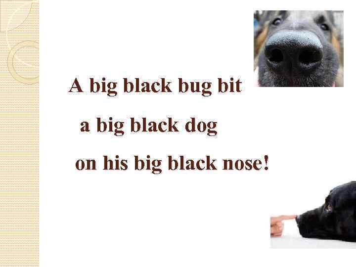 A big black bug bit a big black dog on his big black nose!