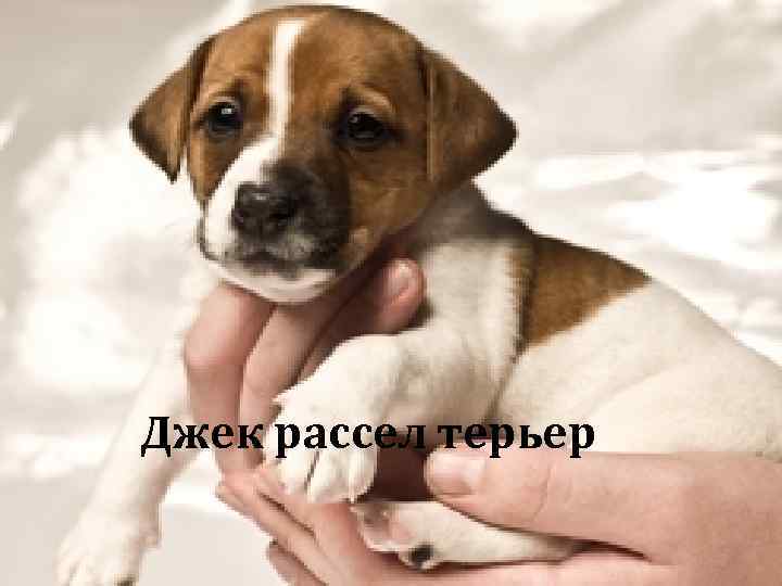 бим Джек рассел терьер 