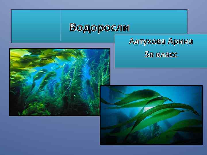 Водоросли Алтухова Арина 5 в класс 