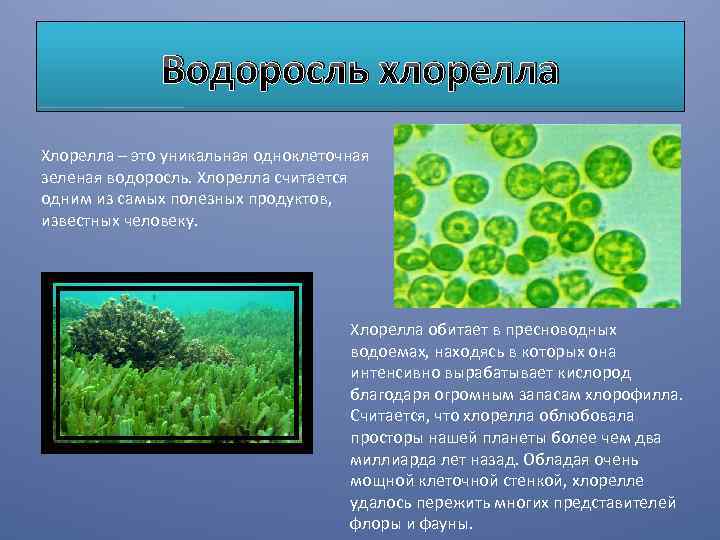 Особенности жизнедеятельности водорослей. Зеленые водоросли хлорелла. Хлорелла клеточная стенка. Одноклеточная водоросль хлорелла. Одноклеточные зеленые водоросли хлорелла.