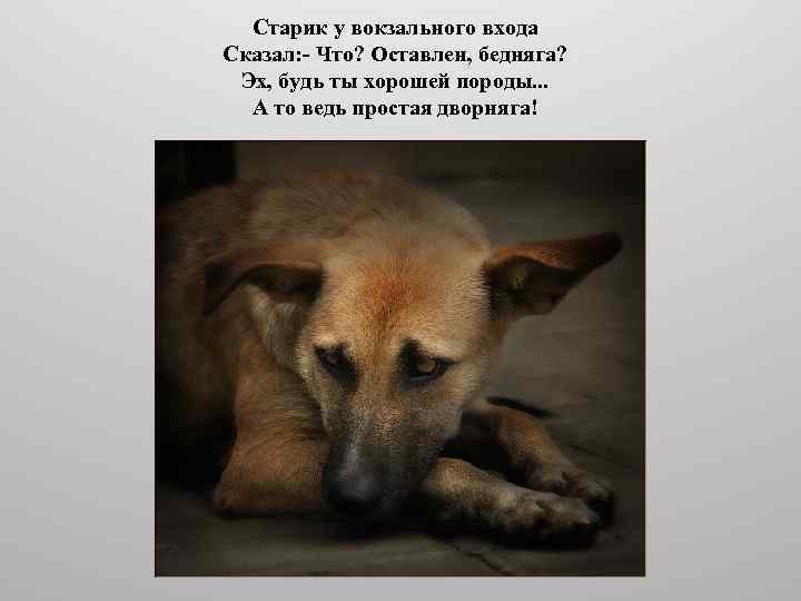 Старик у вокзального входа Сказал: - Что? Оставлен, бедняга? Эх, будь ты хорошей породы.